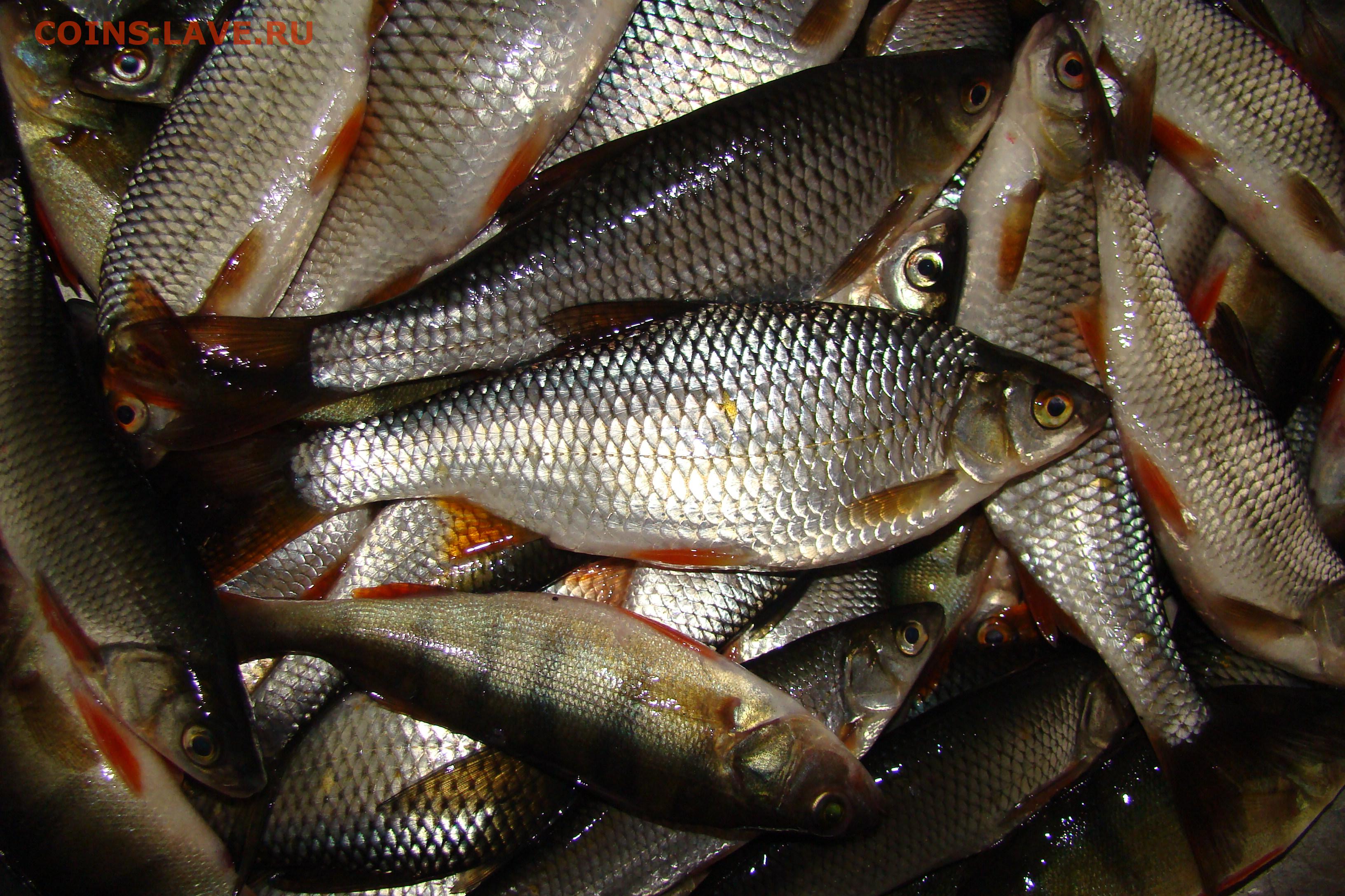 Рыба чебак википедия фото и описание