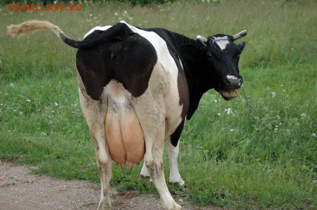 пухлое выммя в коров что делать открыть бутылку
