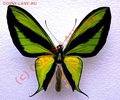 Животные на монетах - PNG_Ornithoptera_Paradisea