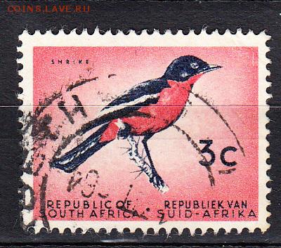 ЮАР птицы - 55