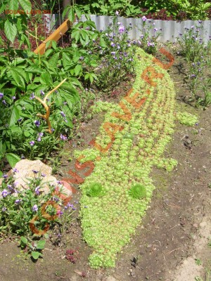 Мой сад и огород - крокодил