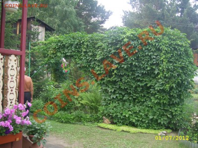 Мой сад и огород - cлон.JPG