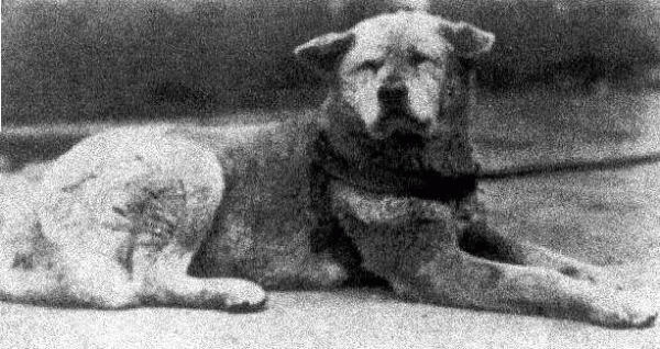 На фото настоящий Хатико.Умер в 1934г. - 1261137813_2.GIF