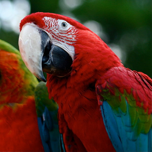 Животные на монетах - Красно-зеленый ара