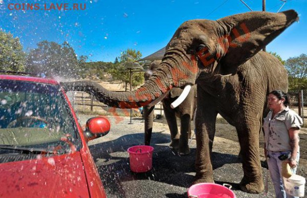 Животные на монетах - elephant-car-wash_1489205i[1]