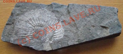 минерал галенит - DSC09122