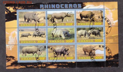 Руанда носороги - 8