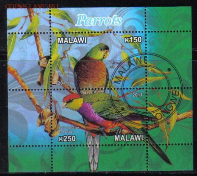 Малави мл 2011г Попугаи до 10.01 22.00мск - Малави мл 2011г Попугаи-2