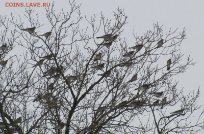 делает - прямо сейчас !!! - IMG_9959.JPG