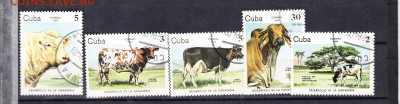 Куба 1984 коровы - 181