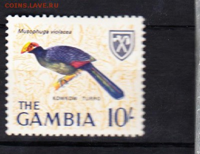 Гамбия птицы - 26