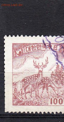 Корея олени - 51