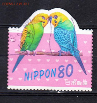 Япония попугаи - 63