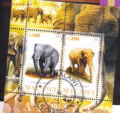 Малави 2010 слоны - 175
