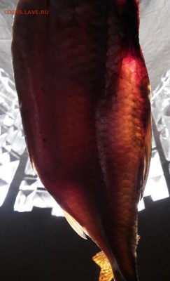 Рыбка вяленая , солёная – Вобла - 20160430_231245