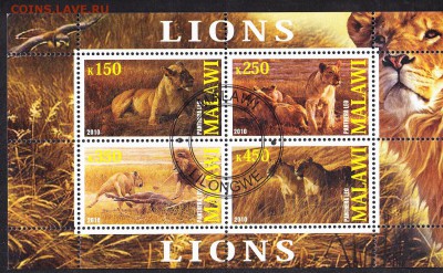 Малави 2010 львы - 151