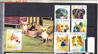 Куба 2008 собаки - Копия 14