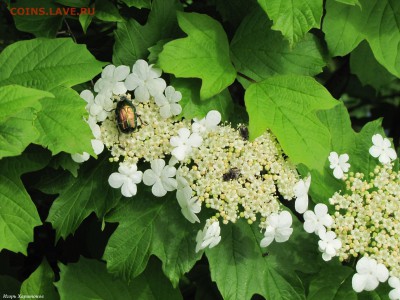 Цветы и насекомые - 513550156