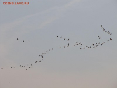 делает - прямо сейчас !!! - IMG_0895.JPG