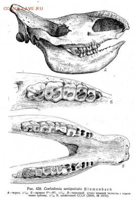 Фрагмент крупной окаменелой челюсти. Опознание. - носорог2
