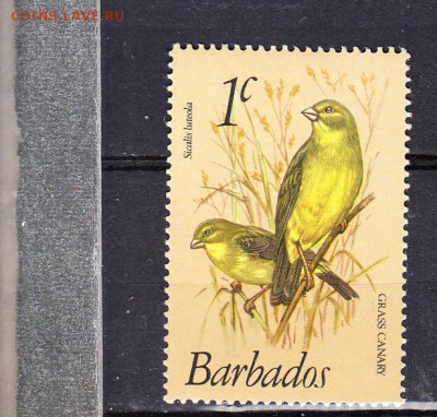 Барбадос птицы 1м - 29д