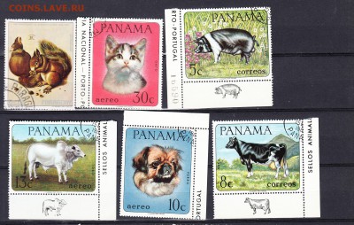 Панама фауна 6м - 29