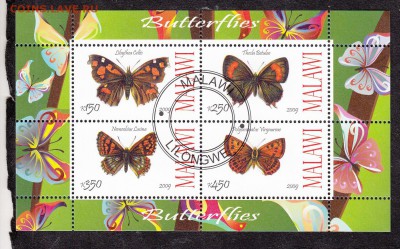 Малави 2010 бабочки(3) - 26